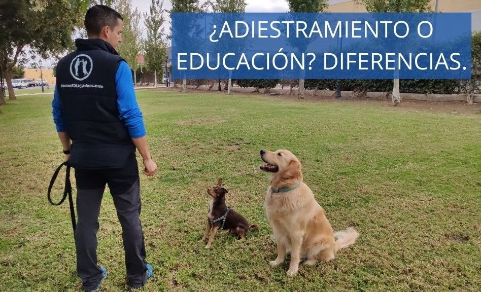 Adiestramieto vs educación. Alt: Ojos azulados de un perro nórdico, con texto sobre 'Ladridos excesivos'.
