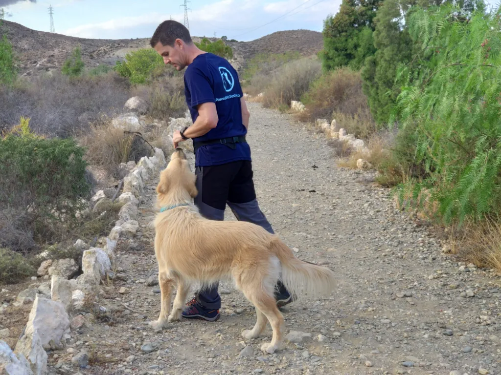 Yo trabajando la posición de ‘junto’ con su golden retriever Rango durante una sesión de adiestramiento consciente