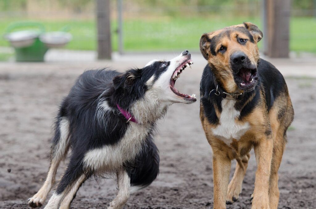 Dos perros jugando de manera brusca, un Border Collie parece ladrarle y casi morderle a un Mastín, en un momento de tensión durante su interacción
