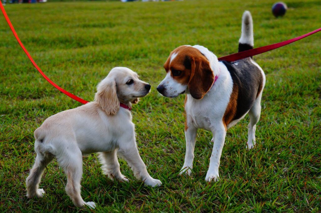 Cachorrita de Golden Retriever y Beagle oliéndose en un parque con césped, durante su primer encuentro en un lugar neutro.”