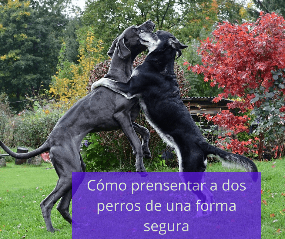 Dos perros abrazándose y saludándose en medio de la naturaleza verde, rodeados de árboles, durante una presentación amigable