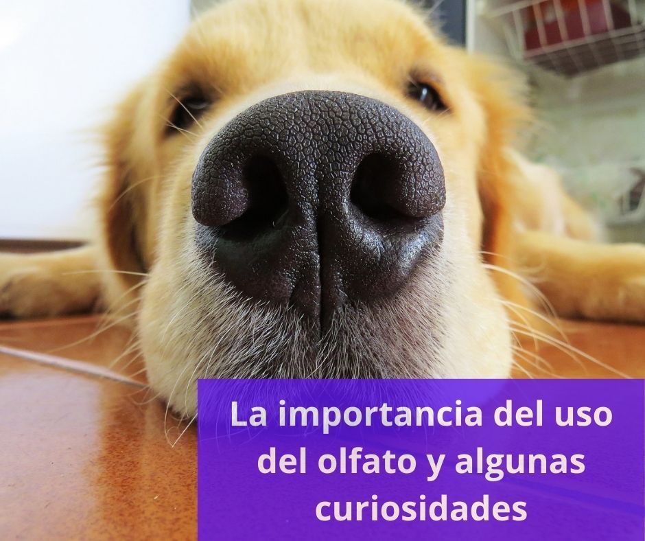 GOLDEN GRACIOSO NARIZ OLFATO PERRO
