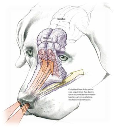 Esquema explicativo del proceso de respiración y análisis olfativo en un perro, mostrando el flujo del aire y una parte del cerebro