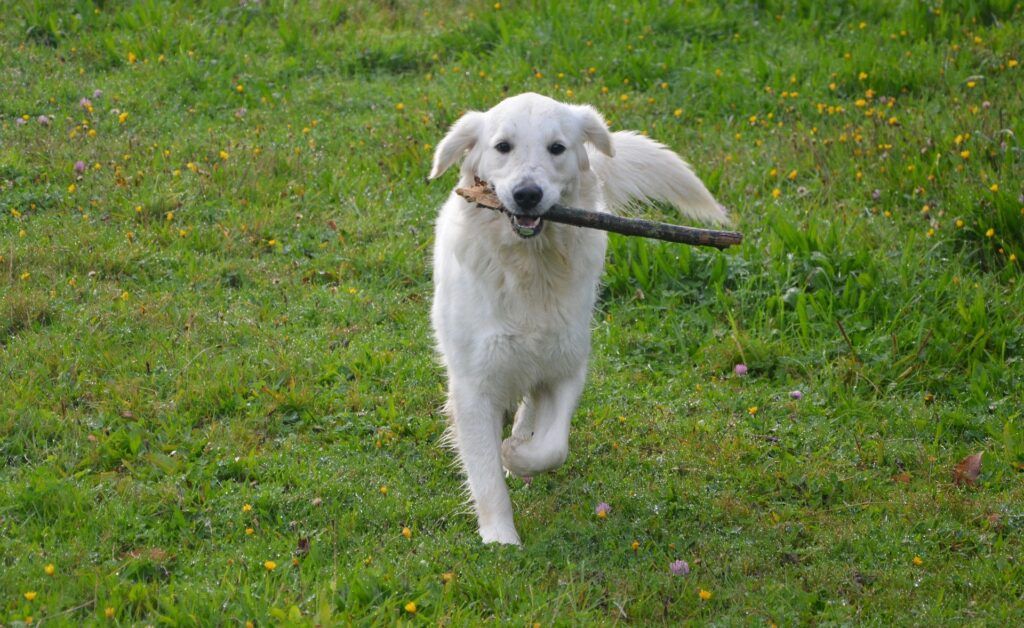 Golden retriever con palo