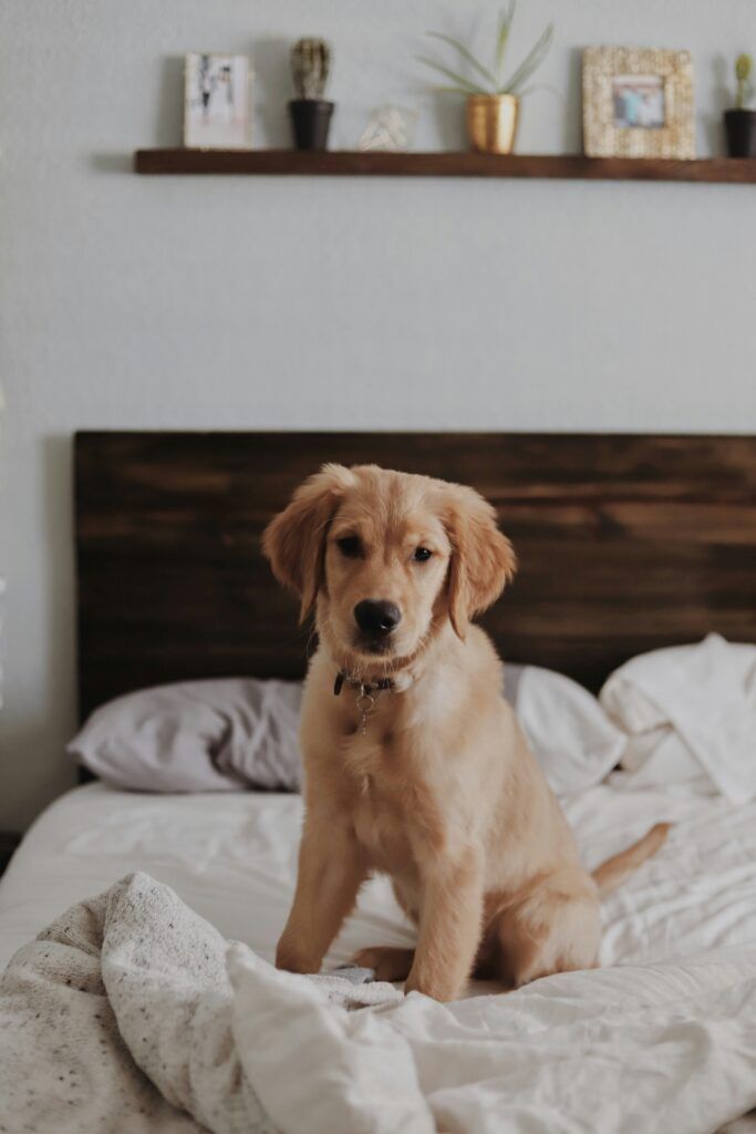 golden retriever en cama perro
