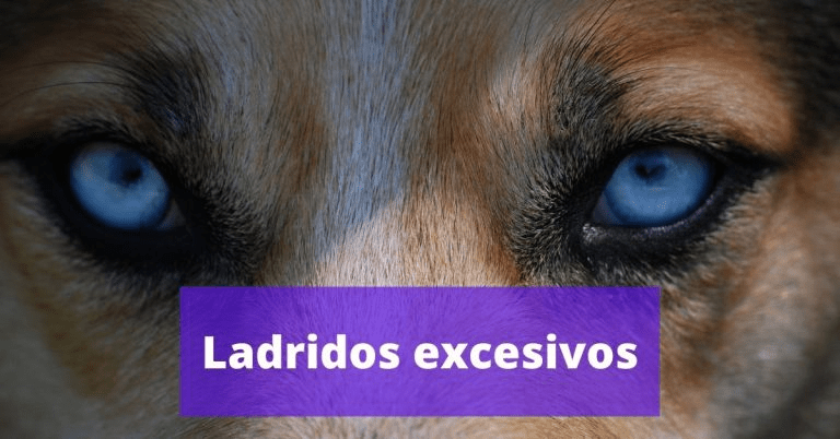Ojos azulados de un perro nórdico, con texto sobre 'Ladridos excesivos