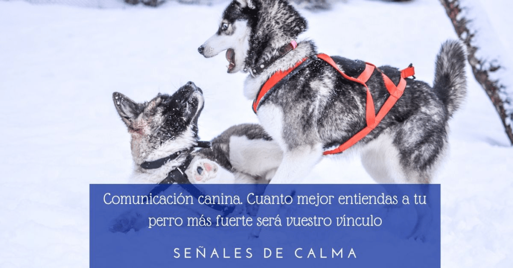  "Dos perros nórdicos jugando bruscamente en la nieve, mostrando interacción energética y activa."