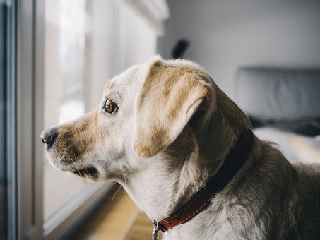 imagen de un labrador triste mirando por la ventana:
Labrador triste mirando por la ventana, reflejando la angustia asociada a la ansiedad por separación.