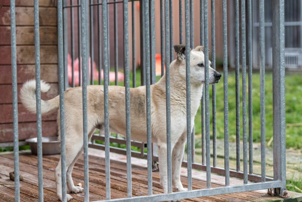 Perro mestizo tranquilo y vigilante detrás de una valla, en un lugar seguro y relajado, observando su entorno