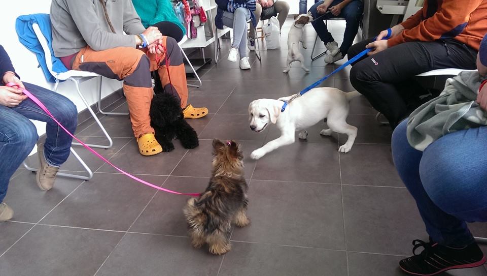 cachorro perros en una sala jugando