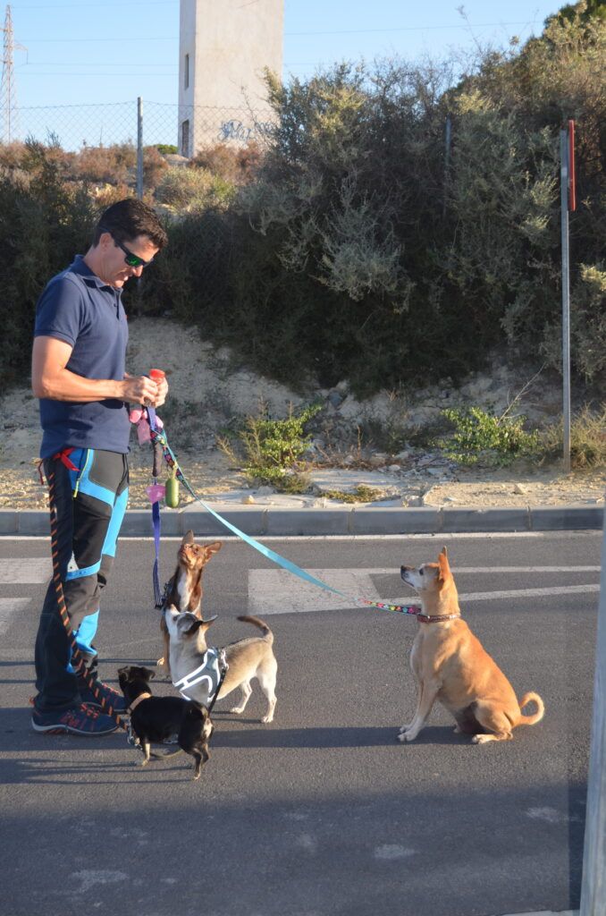 Juan trabajando en la calle con cuatro perros: tres chihuahuas y un cruce de chihuahua, durante una sesión de adiestramiento