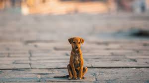 perro cachorro callejero triste y abandonado en la calle