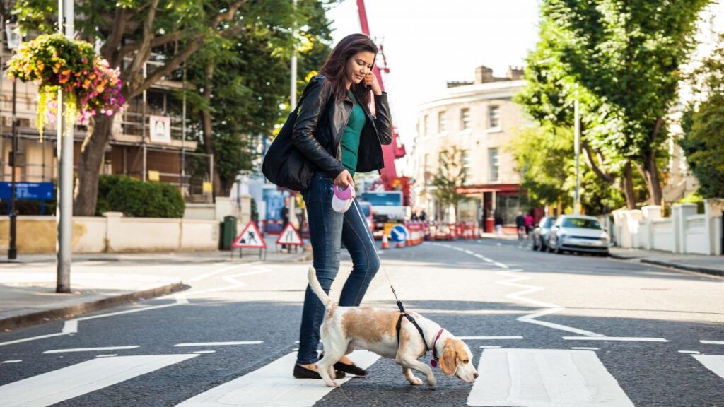 mujer paseando con su perro por la ciudad, paso de peatones