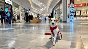 perro en un centro comercial