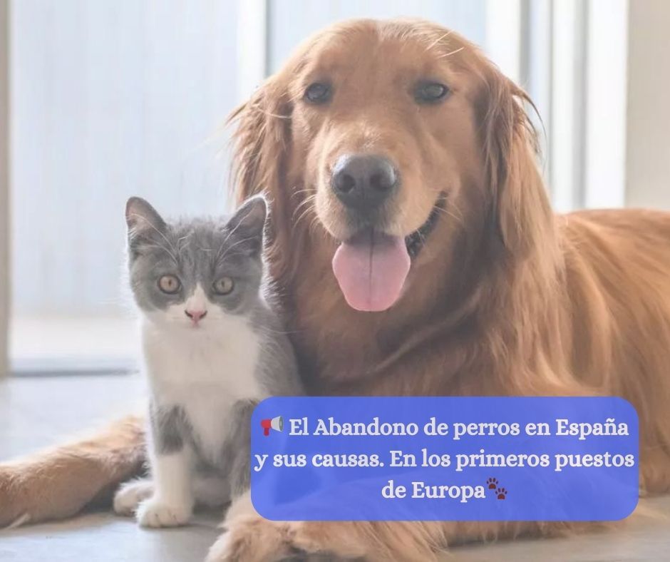Golden Retriever adulto tumbado junto a un pequeño cachorro de gato, ambos mirando hacia la cámara con un fondo acogedor.