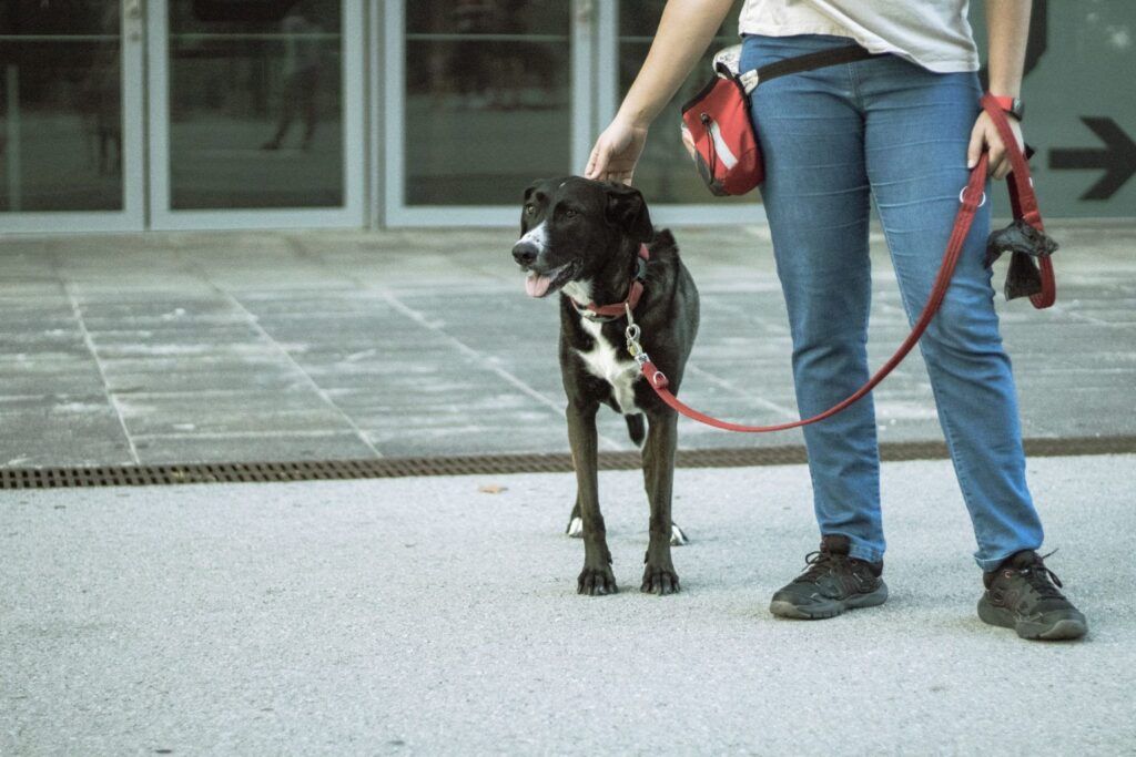 Cómo mejorar el paseo del perro