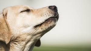 Labrador olfateando el viento, destacada raza con gran olfato