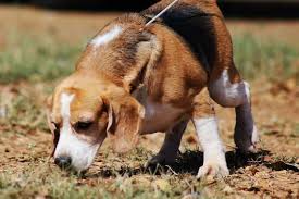Beagle rastreando en el campo, utilizando su agudo sentido del olfato