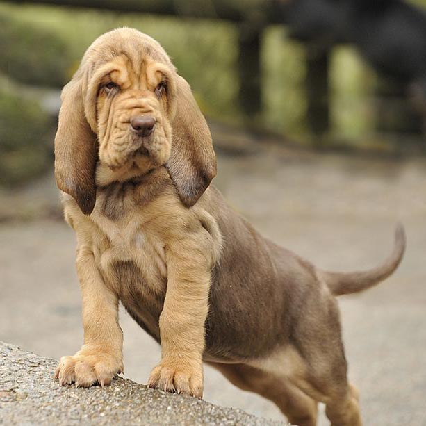 Cachorro Bloodhound posando, prometiendo un gran olfato