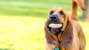 Bloodhound jugando, ideal para ejercicio moderado